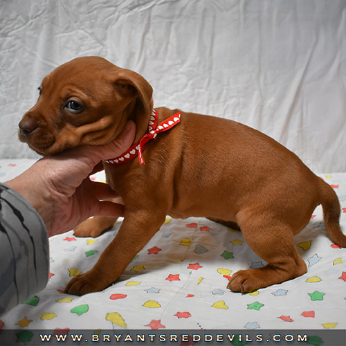 Red Nose Pit Bull Puppies For Sale