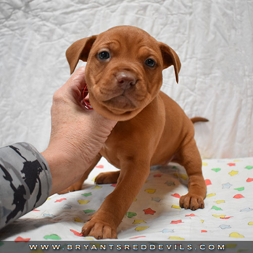 Red Nose Pit Bull Puppies For Sale