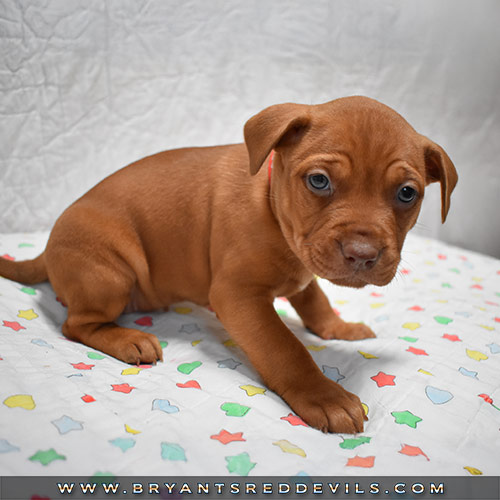 Red Nose Pit Bull Puppies For Sale