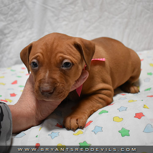 Red Nose Pit Bull Puppies For Sale