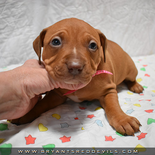 Red Nose Pit Bull Puppies For Sale