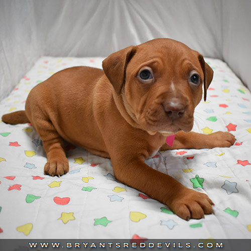 Red Nose Pit Bull Puppies For Sale