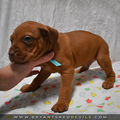 Red Nose Pit Bull Puppies For Sale