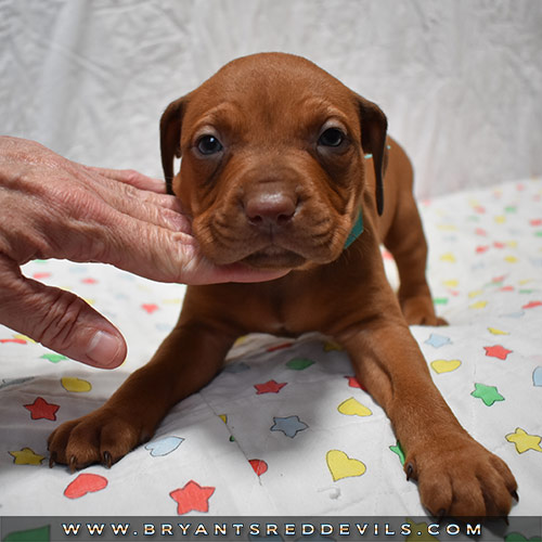 Red Nose Pit Bull Puppies For Sale