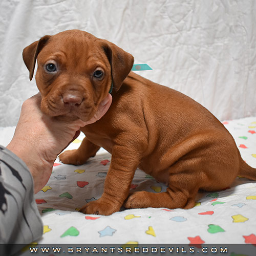 Red Nose Pit Bull Puppies For Sale