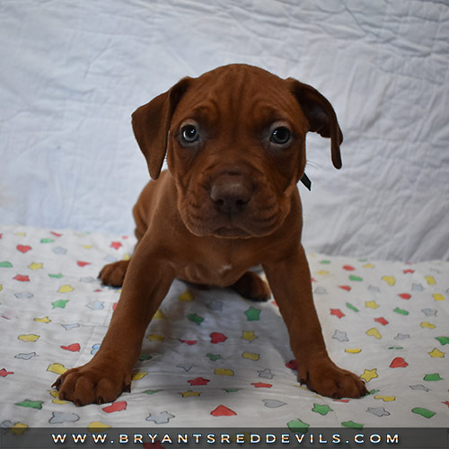 Red Nose Pit Bull Puppies For Sale