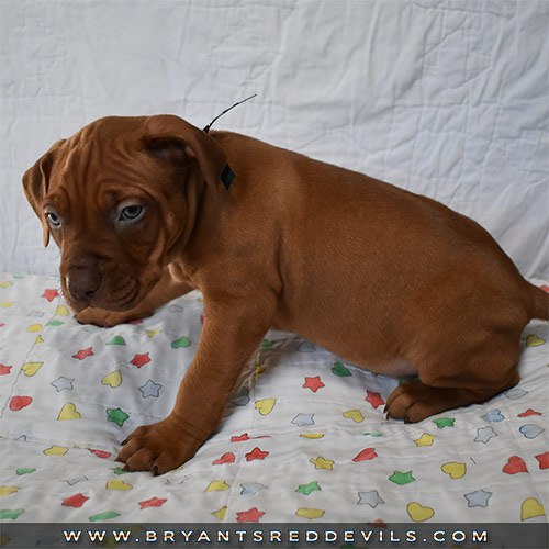 Red Nose Pit Bull Puppies For Sale