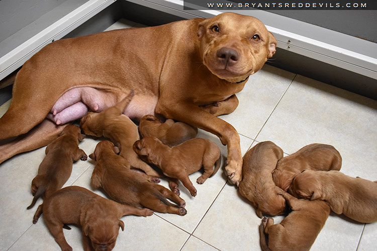 Red Nose Pit Bull Puppies for Sale