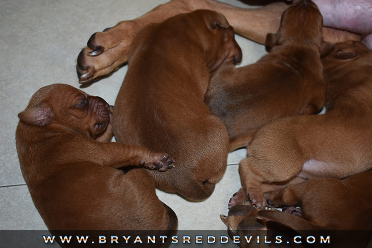 Red Nose Pit Bull Puppies for Sale