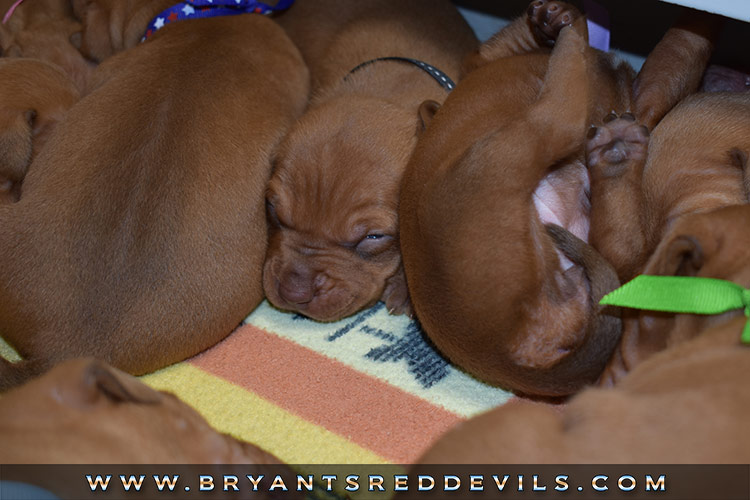 Red Nose Pit Bull Puppies for Sale