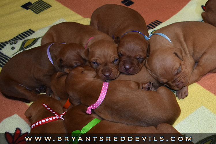 Red Nose Pit Bull Puppies for Sale