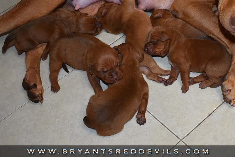 Red Nose Pit Bull Puppies for Sale