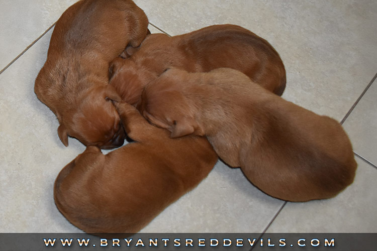 Red Nose Pit Bull Puppies for Sale
