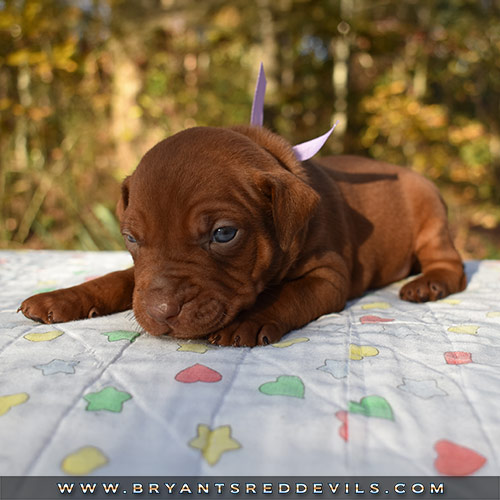 Red Nose Pit Bull Puppies For Sale