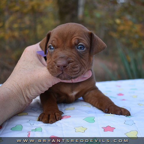 Red Nose Pit Bull Puppies For Sale
