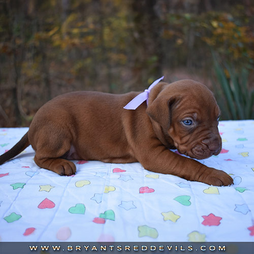 Red Nose Pit Bull Puppies For Sale