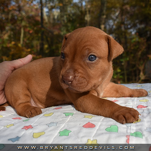 Red Nose Pit Bull Puppies For Sale