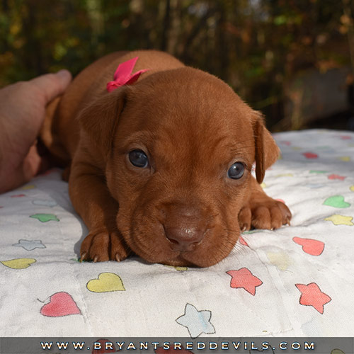 Red Nose Pit Bull Puppies For Sale