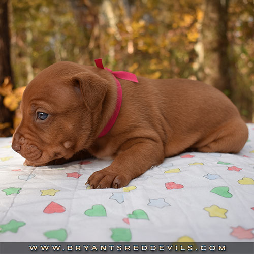 Red Nose Pit Bull Puppies For Sale