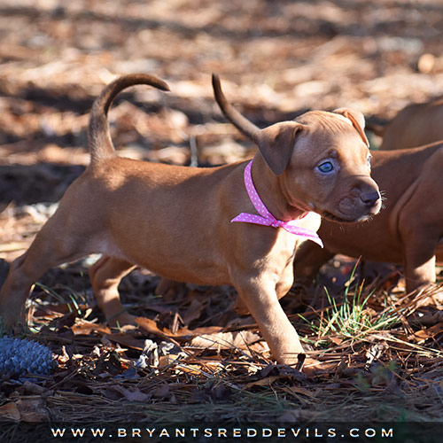 Red Nose Pit Bull Puppies For Sale