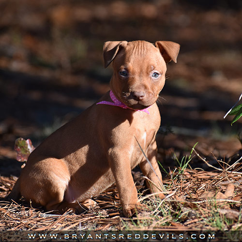 Red Nose Pit Bull Puppies For Sale