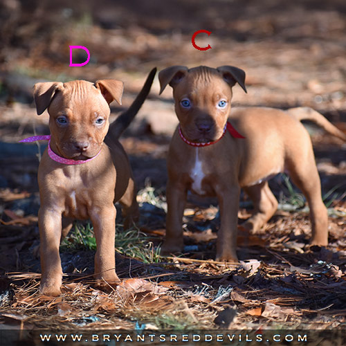 Red Nose Pit Bull Puppies For Sale