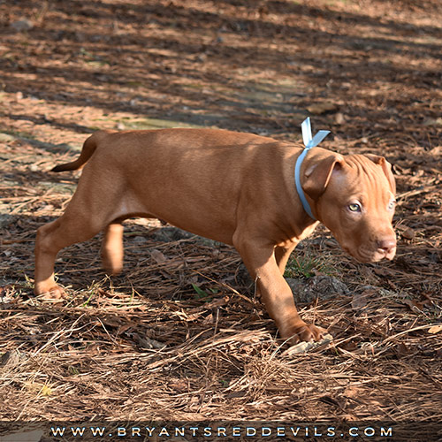 Red Nose Pit Bull Puppies For Sale