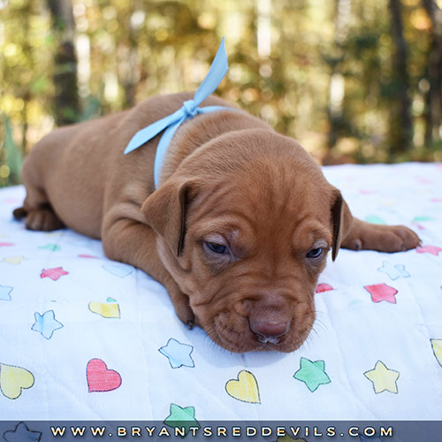 Red Nose Pit Bull Puppies For Sale