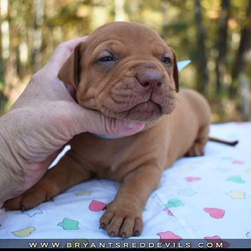 Red Nose Pit Bull Puppies For Sale
