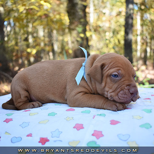 Red Nose Pit Bull Puppies For Sale