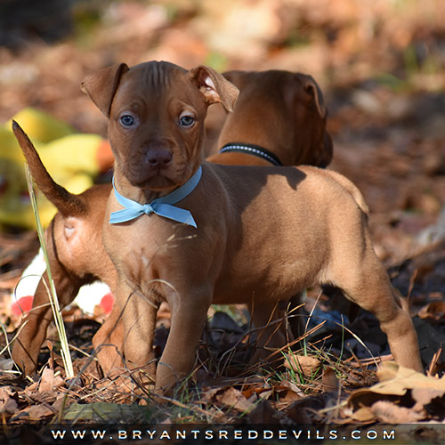 Red Nose Pit Bull Puppies For Sale