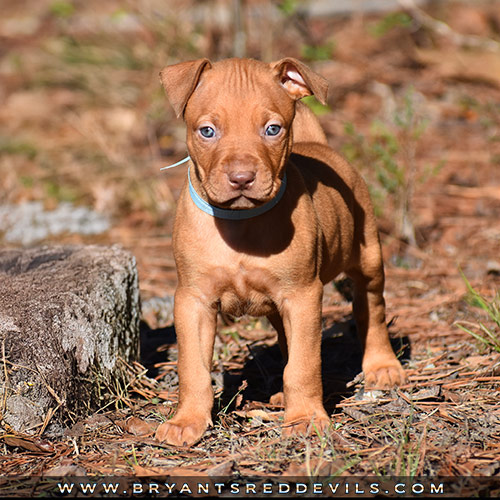 Red Nose Pit Bull Puppies For Sale