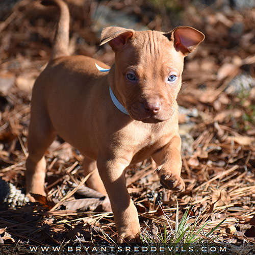 Red Nose Pit Bull Puppies For Sale