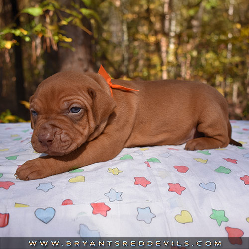 Red Nose Pit Bull Puppies For Sale