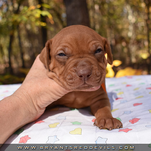 Red Nose Pit Bull Puppies For Sale