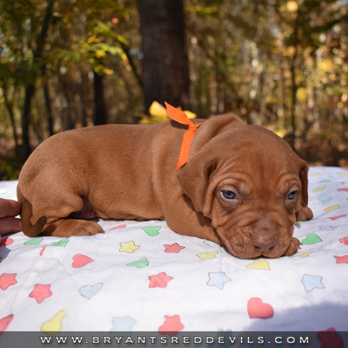 Red Nose Pit Bull Puppies For Sale