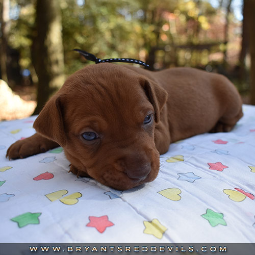 Red Nose Pit Bull Puppies For Sale