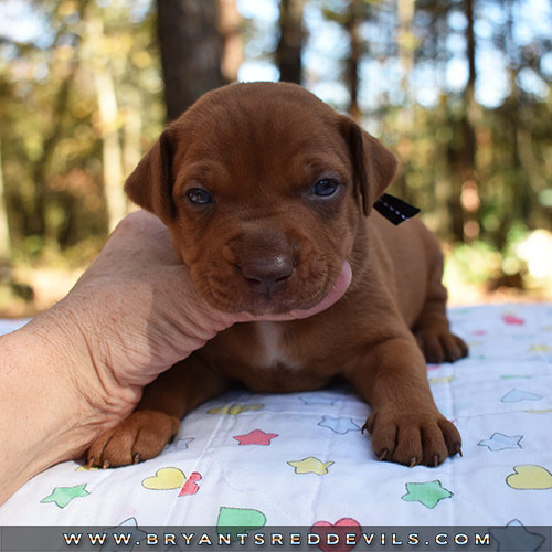 Red Nose Pit Bull Puppies For Sale