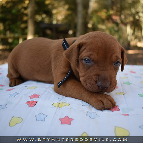 Red Nose Pit Bull Puppies For Sale