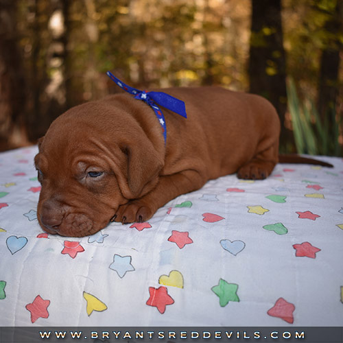 Red Nose Pit Bull Puppies For Sale