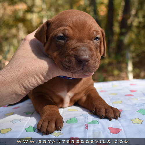 Red Nose Pit Bull Puppies For Sale