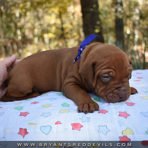 Red Nose Pit Bull Puppies For Sale