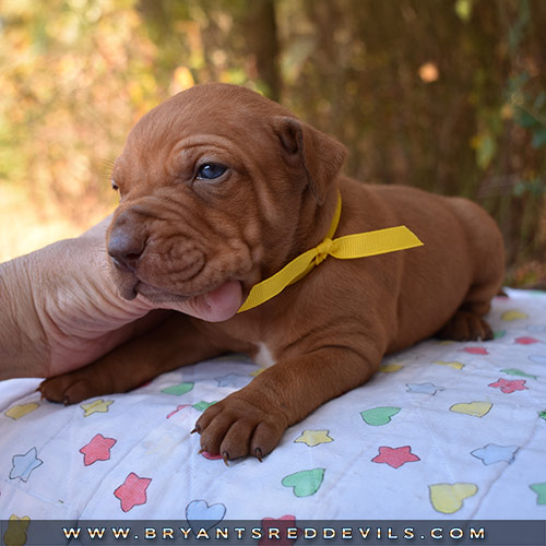 Red Nose Pit Bull Puppies For Sale