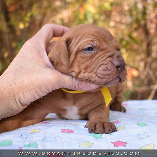Red Nose Pit Bull Puppies For Sale