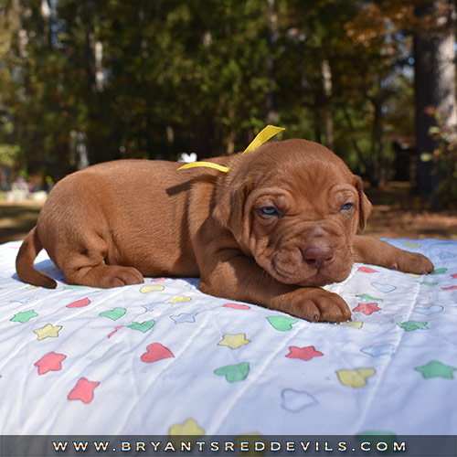 Red Nose Pit Bull Puppies For Sale