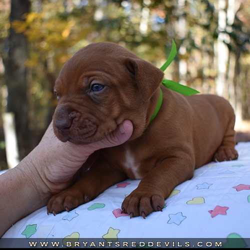 Red Nose Pit Bull Puppies For Sale