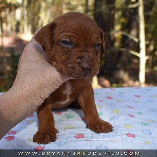 Red Nose Pit Bull Puppies For Sale