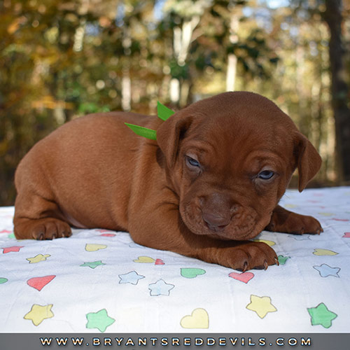 Red Nose Pit Bull Puppies For Sale