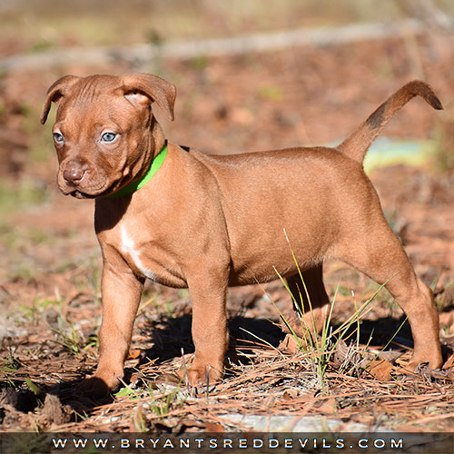 Red Nose Pit Bull Puppies For Sale