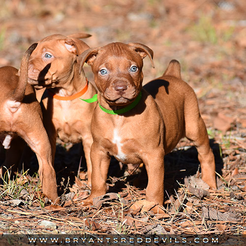 Red Nose Pit Bull Puppies For Sale